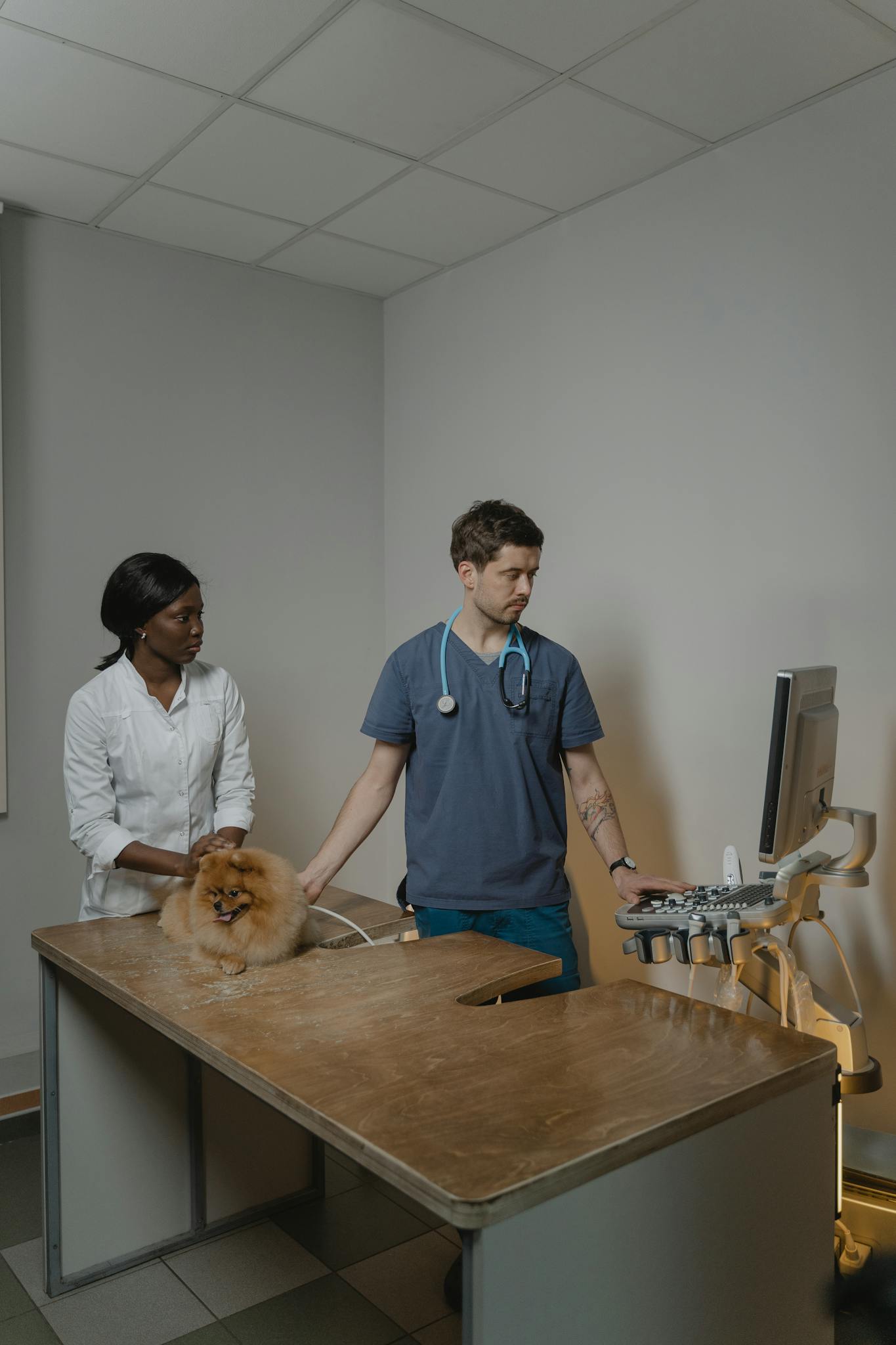 Veterinarian and assistant perform an ultrasound on a dog in a clinic setting.
